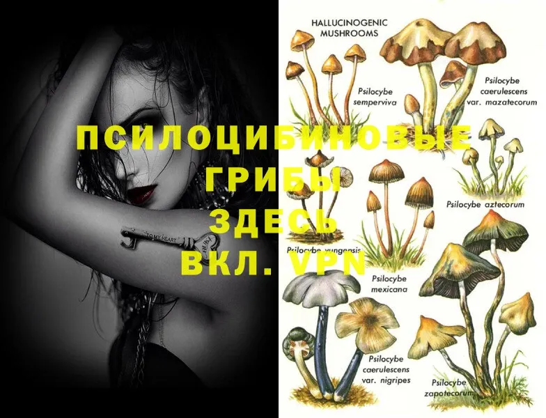 Галлюциногенные грибы MAGIC MUSHROOMS  Полевской 